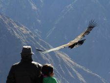 Condor in the Colca Canyon