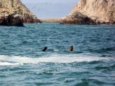 Sea lion teaches her pup to swim in the Ballestas Islands