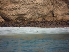 Sea lions and pups in the Ballestas Islands