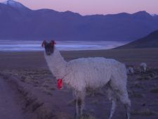 Llama at dawn in Avaroa NP