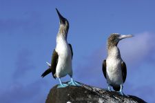 Blue Footed Boobies in the Galapagos by Pete Oxford