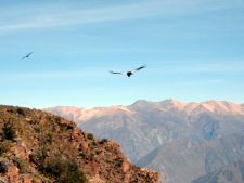 Cruz del Condor, Colca Canyon, Arequipa