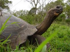Galapagos Giant Tortoise by Francisco Dousdebes