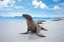 Galapagos Sea Lion by Raul Gil