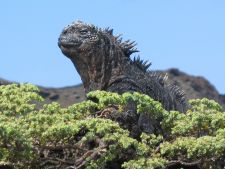 Land Iguana in Galapagos by Francisco Dousdebes
