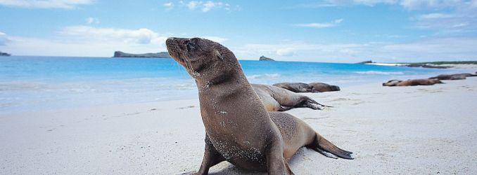 Galapagos Sea Lion by Raul Gil