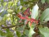 Butterfly in Tambopata Reserve, Peru