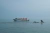 Dolphins approach a tourist boat in Paracas Bay