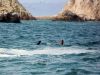 Sea lion teaches her pup to swim in the Ballestas Islands