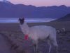 Llama at dawn in Avaroa NP