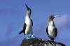 Blue Footed Boobies in the Galapagos by Pete Oxford