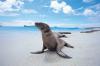 Galapagos Sea Lion by Raul Gil