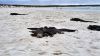 Iguanas on Tortuga Bay Beach