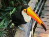 Bird Park, Iguassu Falls, Brazil