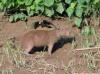 Capibara in the Tambopata Reserve, Peru
